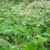 Pelargonium tomentosum